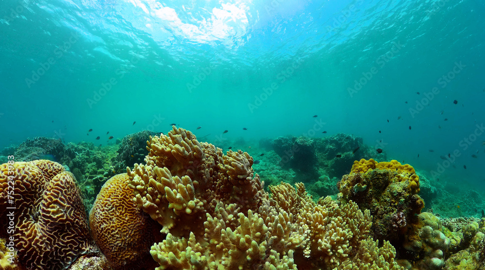 Naklejka premium Sealife with coral garden and fish. Tropical fish and coral reef, underwater seascape.