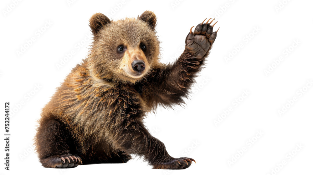Fluffy brown bear cub standing upright on white background, looking curious and adorable, standing isolated on hind legs Fluffy brown bear cub standing upright on white background, looking curious and adorable, standing isolated on hind legs