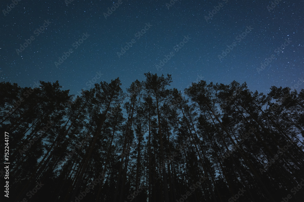 Silhouettes of trees in a pine forest against the background of the starry sky in winter time. Silhouettes of trees in a pine forest against the background of the starry sky in winter time.