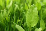 Green leaves in the meadow. Spring and eco concept
