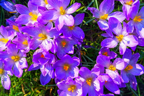 View of blooming crocuses in a clearing in the morning light. Close-up of beautiful blooming crocuses in spring.