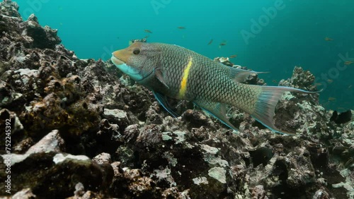 Closeup shot of streamer hogfish swimming over coral reefs. photo