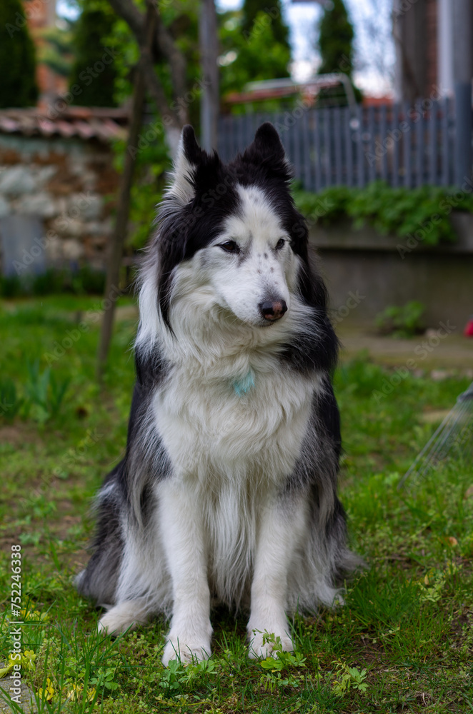 husky dog in the garden