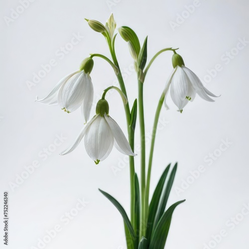 snowdrops in a vase  on white 