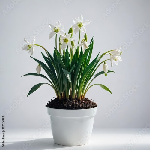 snowdrops in a vase on white 