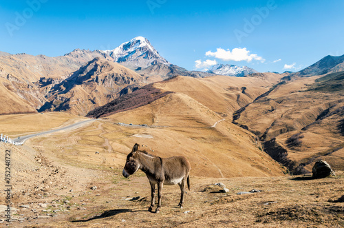 donkey by the cliff with a snowy peak in Georgia