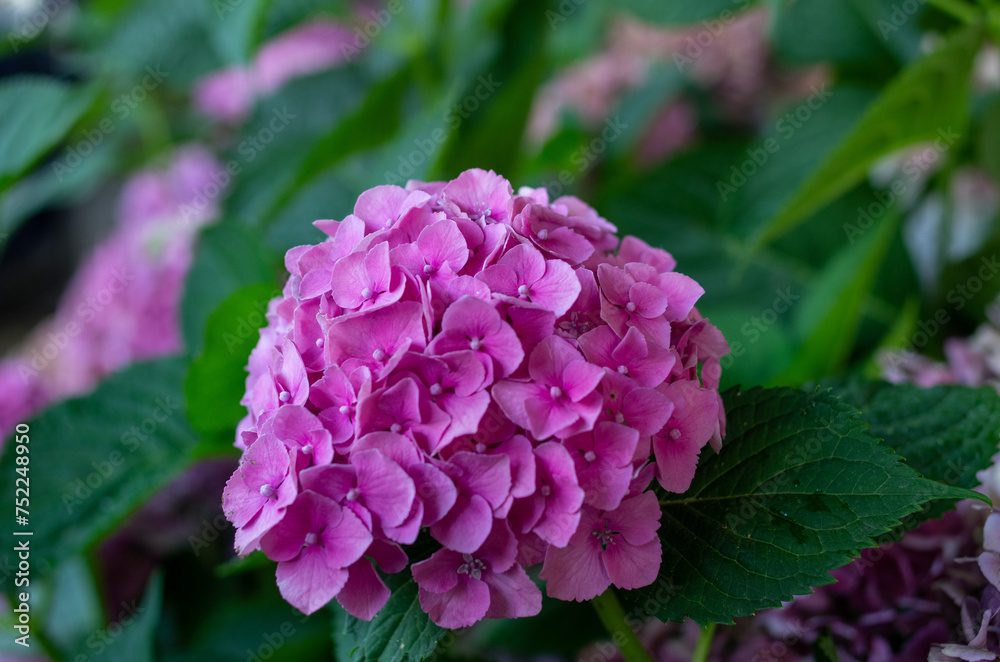 purple hydrangea flower purple hydrangea flower