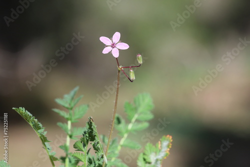 Flower and leaves of the Common Stork's-Bill (Erodium cicutarium ) photo