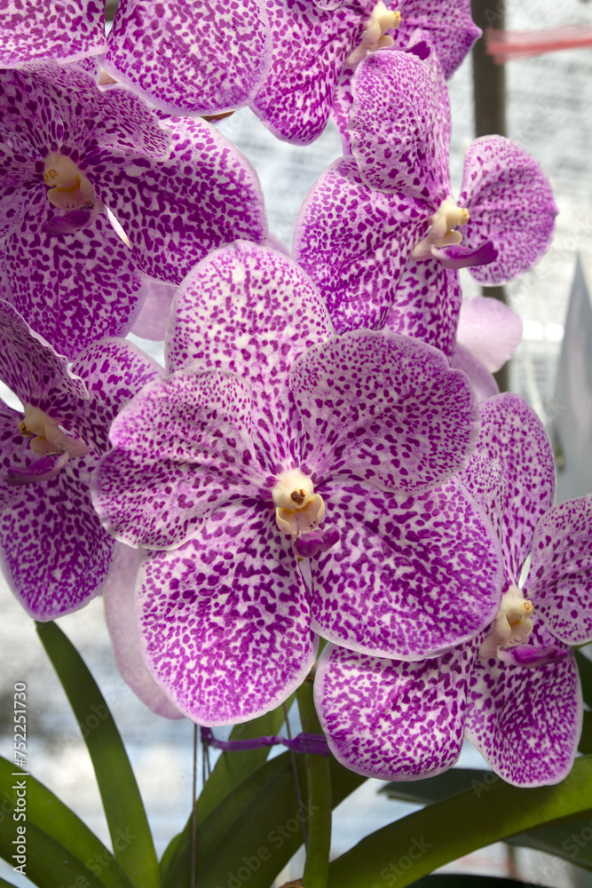 Beautiful orchid flowers in the morning in the garden Beautiful orchid flowers in the morning in the garden