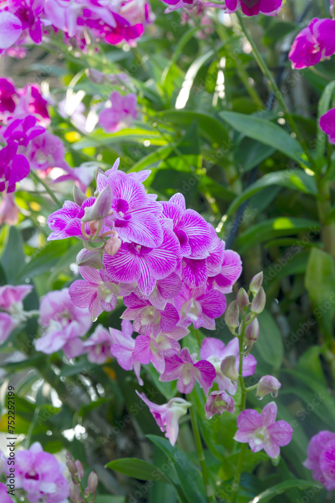 Beautiful orchids at the natural flower garden Beautiful orchids at the natural flower garden