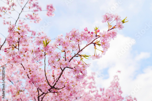 Pink cherry blossom under blue sky