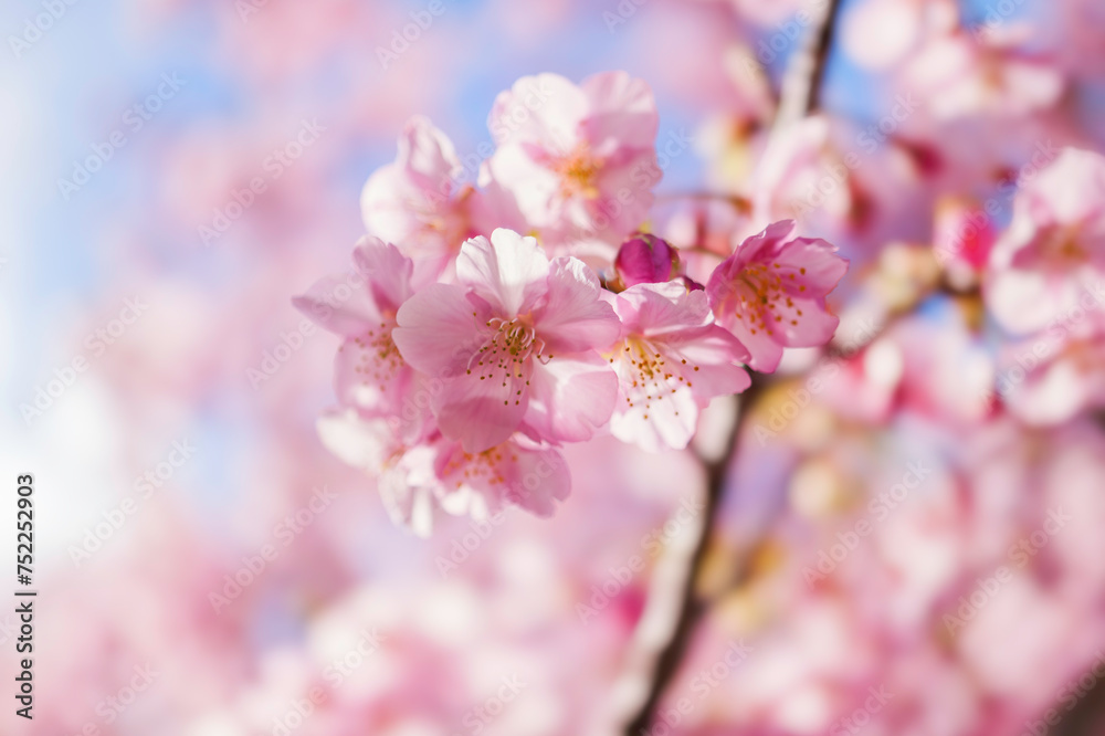 Pink Cherry blossom or sakura flower close up