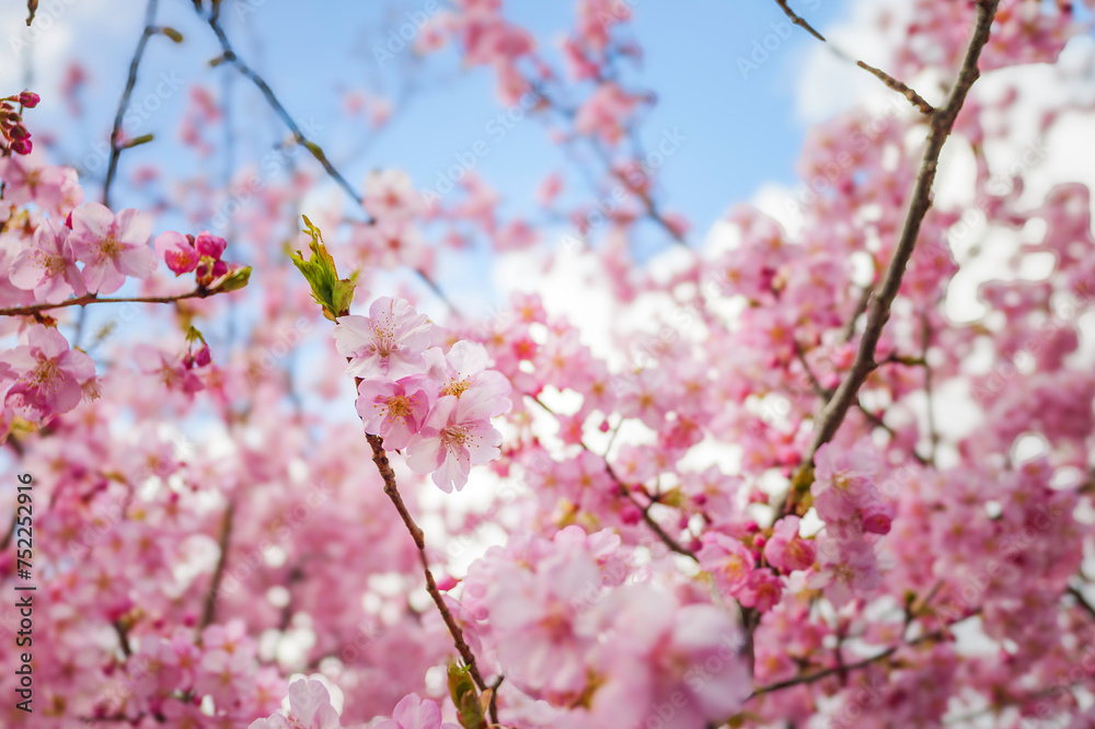 Pink cherry blossom under blue sky