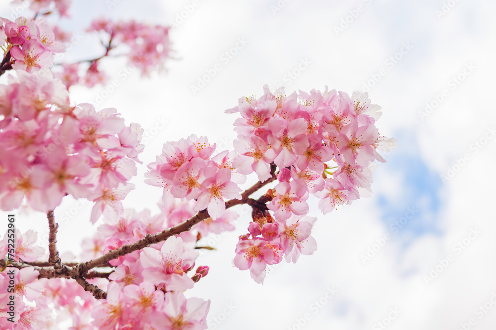 Pink cherry blossom under blue sky