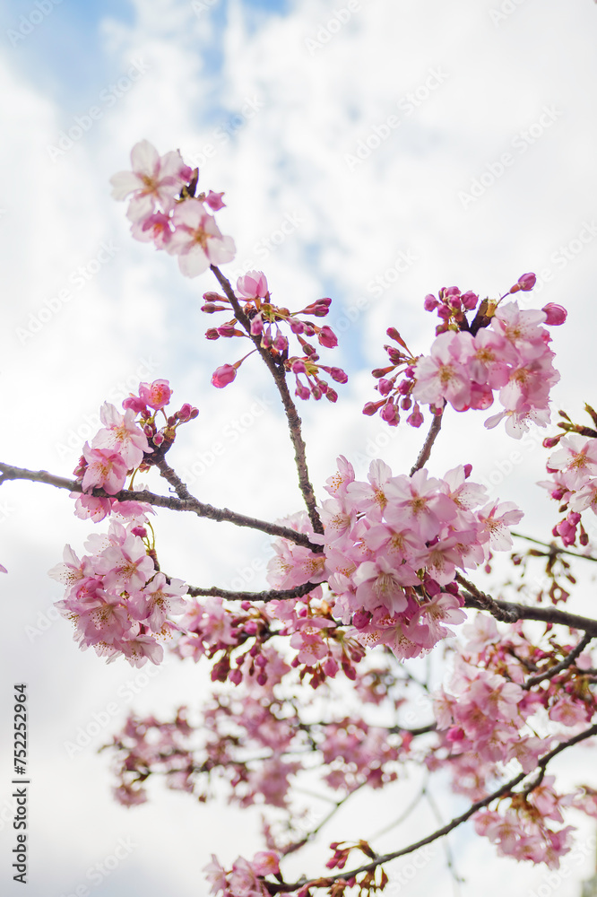 Fototapeta premium Pink cherry blossom under blue sky