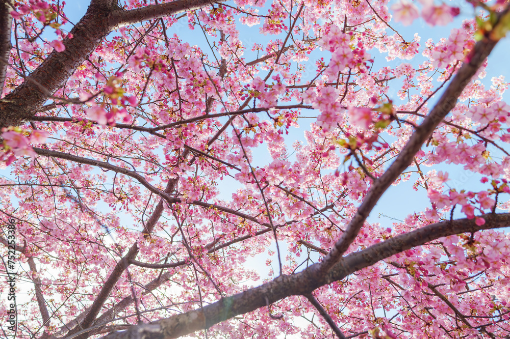 Obraz premium Pink cherry blossom under blue sky