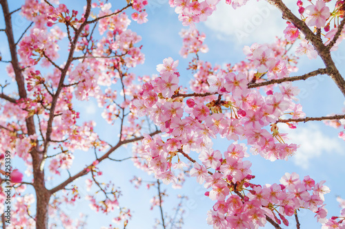 Pink cherry blossom under blue sky