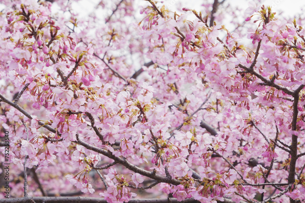 image of cherry blossom season in kyoto,Japan