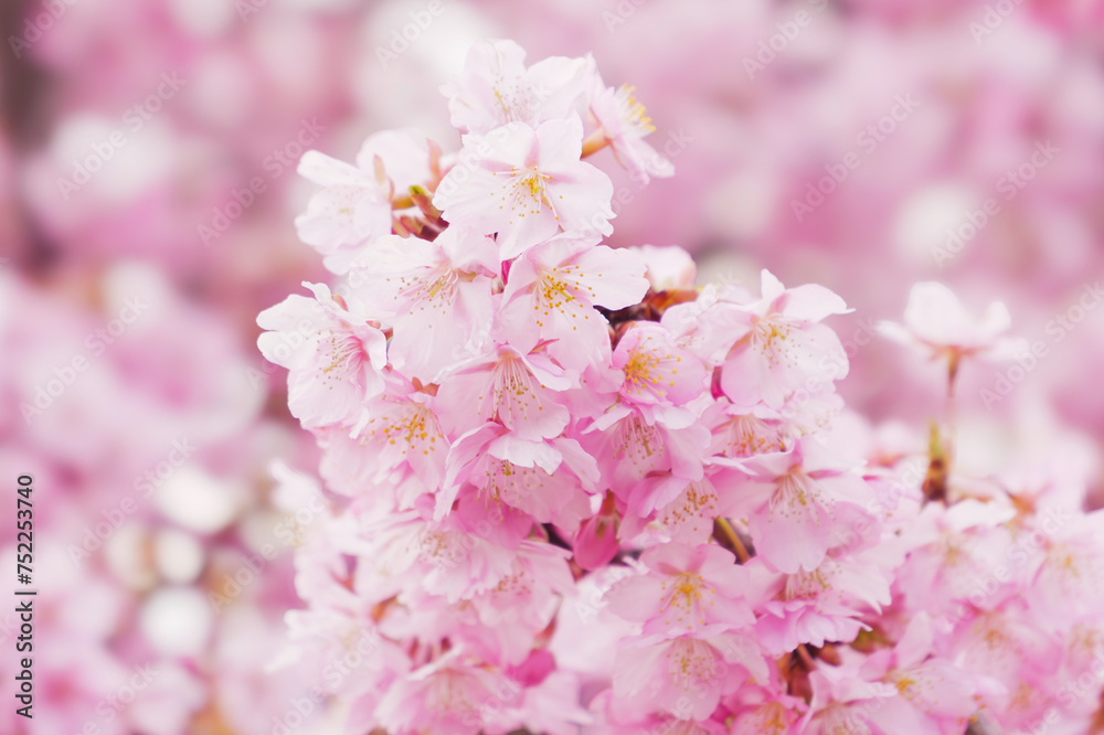 Pink Cherry blossom or sakura flower close up