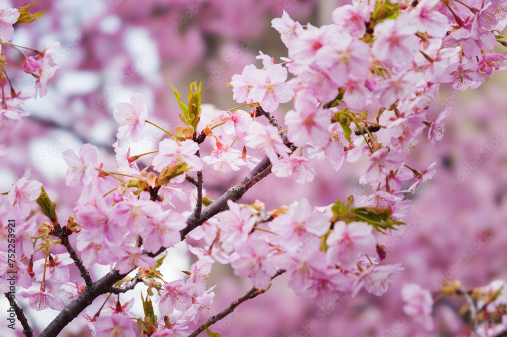 Pink Cherry blossom or sakura flower close up Pink Cherry blossom or sakura flower close up