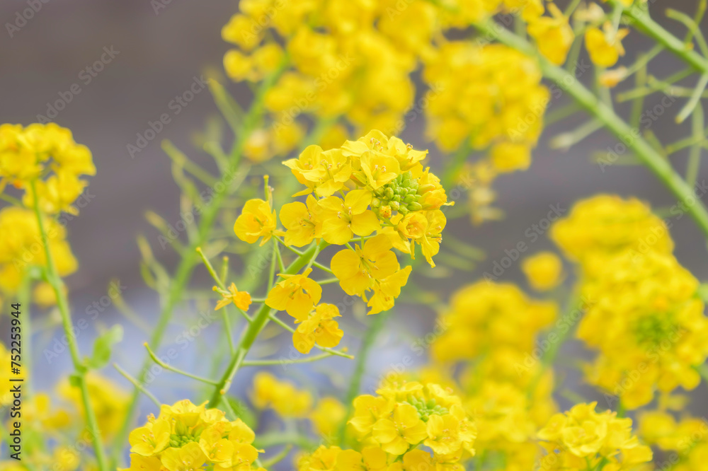 Outdoor yellow Rapeseed Flowers Field Countryside Outdoor yellow Rapeseed Flowers Field Countryside