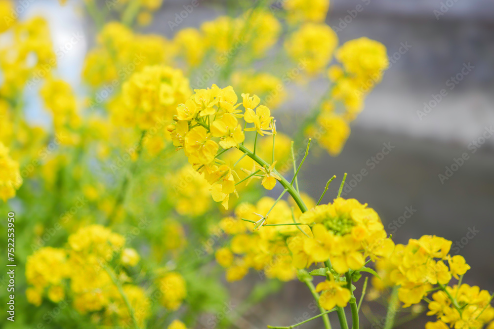 Fototapeta premium Outdoor yellow Rapeseed Flowers Field Countryside