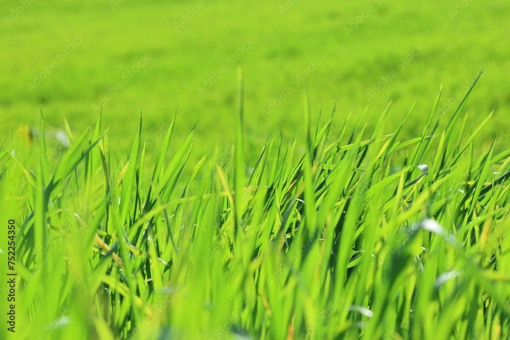 Fototapeta premium green grass with the background