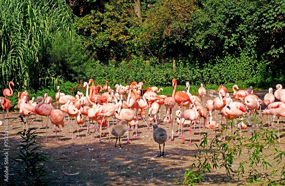 Naklejka premium Czech Republic. Prague. Zoo. Pink flamingos at the zoo. Flock of Pink Caribbean flamingos in a clearing in the garden