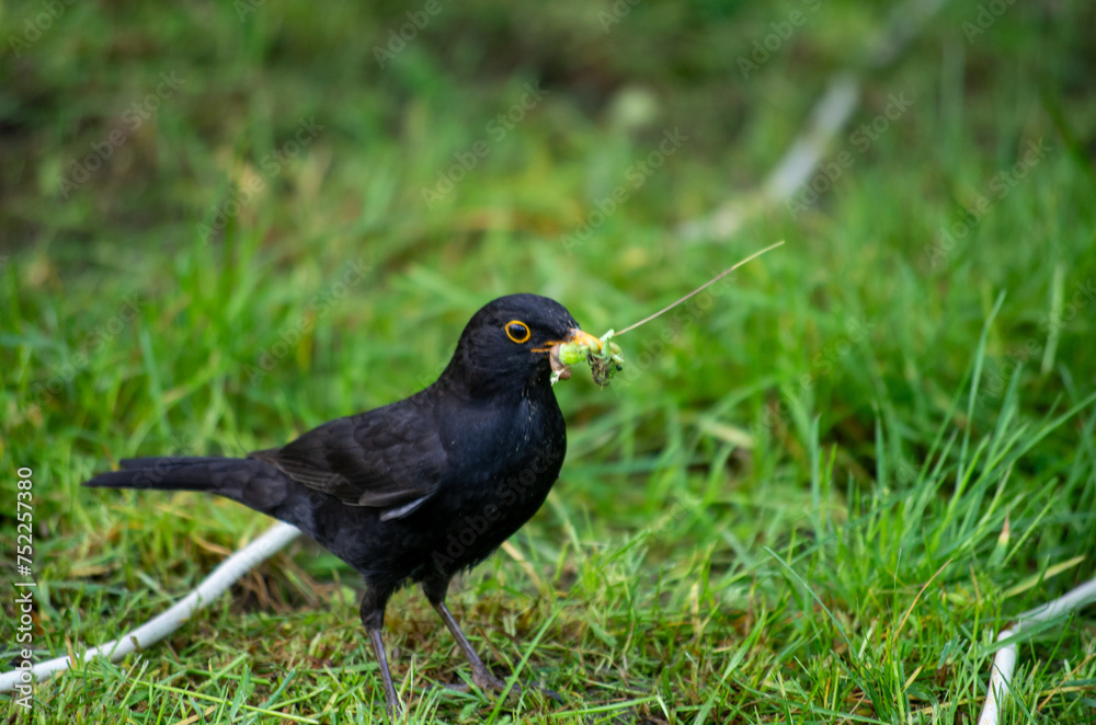 blackbird on grass blackbird on grass