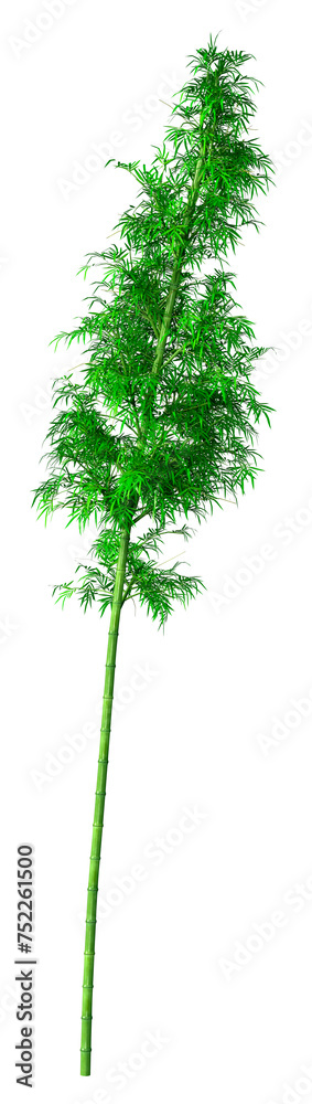 3D Rendering Bamboo Tree on White