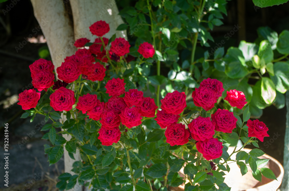 red flowers in a garden red flowers in a garden