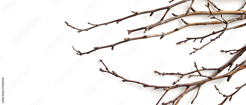Willow Branch Isolated on White Background Willow Branch Isolated on White Background