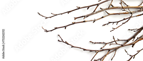 Willow Branch Isolated on White Background