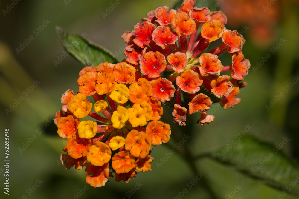 Orange lantana flowers close-up. Flowering lantana in the garden. Orange lantana flowers close-up. Flowering lantana in the garden.