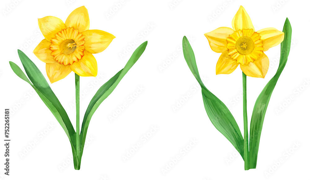 Set of stem yellow daffodil flower with green leaves in watercolor. Set of stem yellow daffodil flower with green leaves in watercolor.