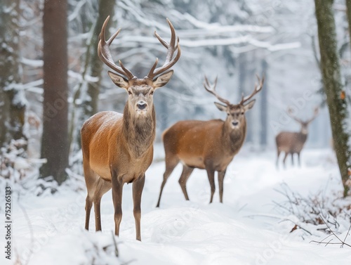 Noble stags stand alert in the snow-blanketed woods.