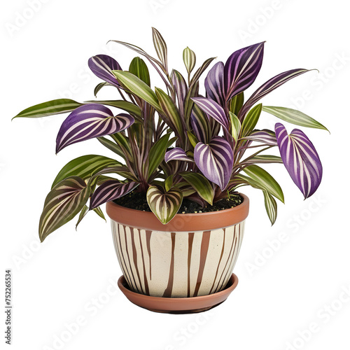 plant in a pot  Beautiful Tradescantia Zebrina Plant in a Pot on a White Background  isolated on transparent background PNG file