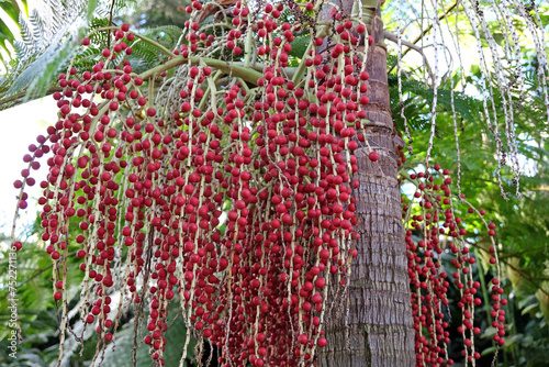The red globose fruit berries of the Archontophoenix cunninghamiana, commonly known as Bangalow palm, king palm, Illawara palm or piccabeen palm photo