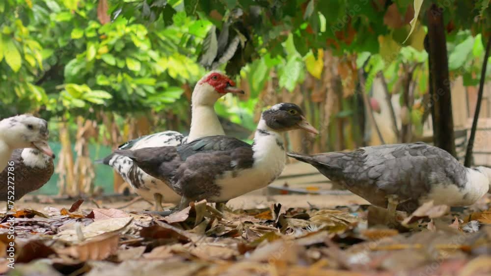 flock of ducks in duck farm flock of ducks in duck farm