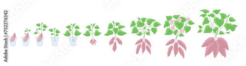 The sweet potato plant growth stages. Yams seedling growing cycle. Harvest progression. Vector illustration.