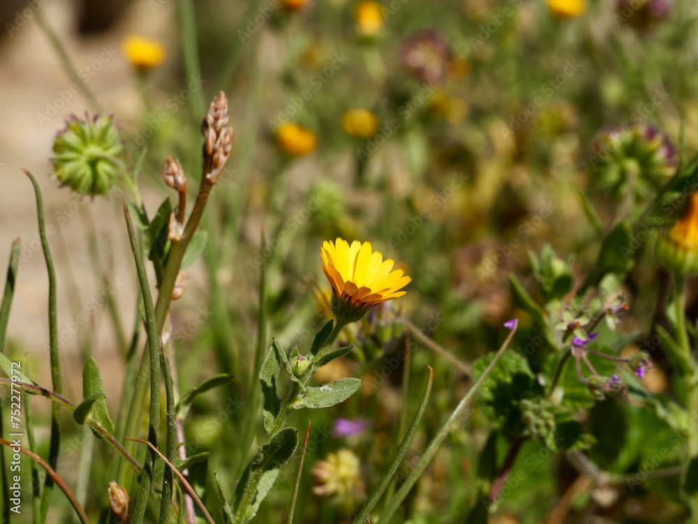 Yellow flowers of early field marigold (Calendula arvensis) on a rocks at Mediterranean cost of Spain Yellow flowers of early field marigold (Calendula arvensis) on a rocks at Mediterranean cost of Spain
