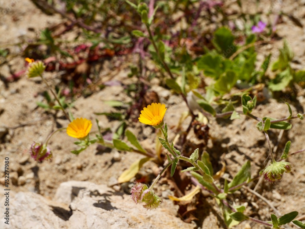Yellow flowers of early field marigold (Calendula arvensis) on a rocks at Mediterranean cost of Spain Yellow flowers of early field marigold (Calendula arvensis) on a rocks at Mediterranean cost of Spain