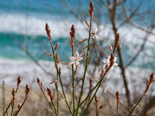 Blooming pollow-stemmed asphodel, onionweed, onion-leafed asphodel or pink asphodel (Asphodelus fistulosus) on a rocks at Mediterranian cost of Spain photo