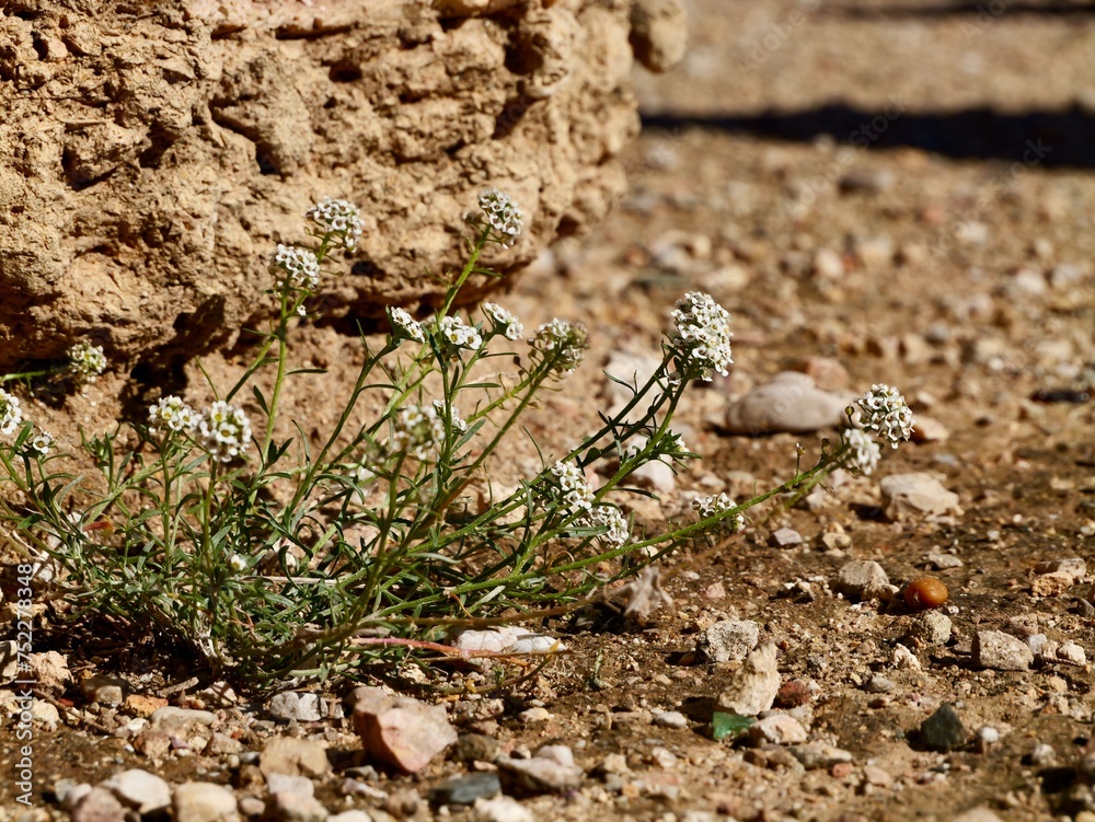 Flowers of sweet alyssum or sweet alison, alyssum, the Lobularia maritima (syn. Alyssum maritimum), Mediterranean sea cost of Spain Flowers of sweet alyssum or sweet alison, alyssum, the Lobularia maritima (syn. Alyssum maritimum), Mediterranean sea cost of Spain