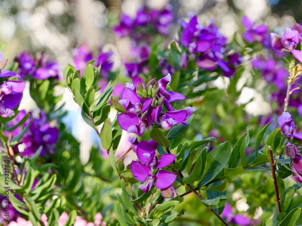 Blooming myrtle-leaf milkwort (Polygala myrtifolia), Spain spring Blooming myrtle-leaf milkwort (Polygala myrtifolia), Spain spring