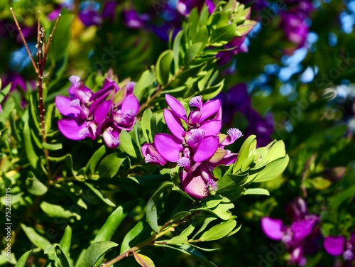 Blooming myrtle-leaf milkwort (Polygala myrtifolia), Spain spring