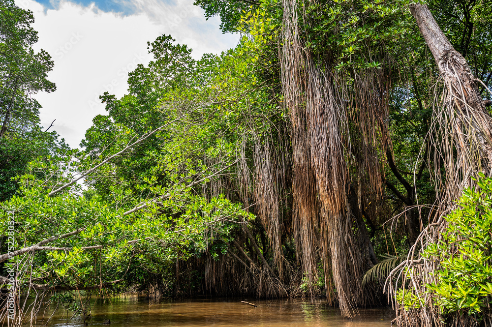 Fototapeta premium Long roots of banyan tree and mangrove on bank of river Bentota Ganga, Sri Lanka.