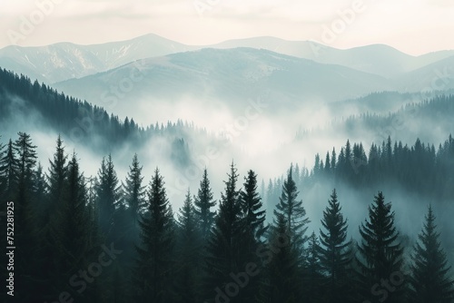 Foggy forest in the mountains © Zero Zero One
