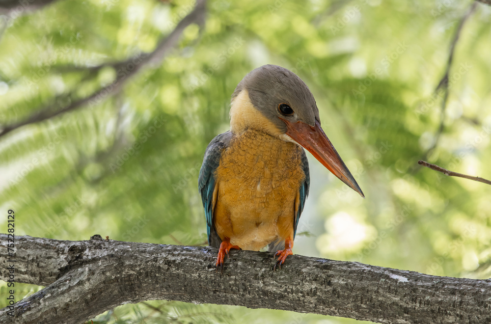 Stork-billed kingfisher childhood on the branch of a tree.