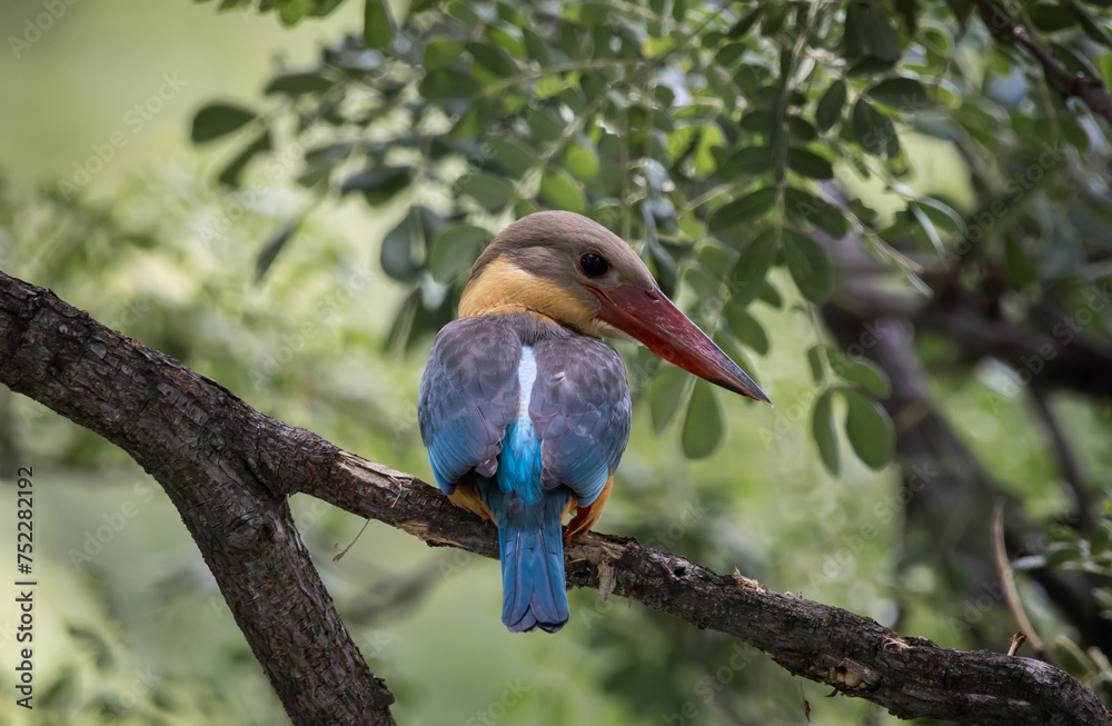 Stork-billed kingfisher childhood on the branch of a tree.
